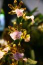 orchidees senat 002 * 4368 x 2912 * (4.54MB)